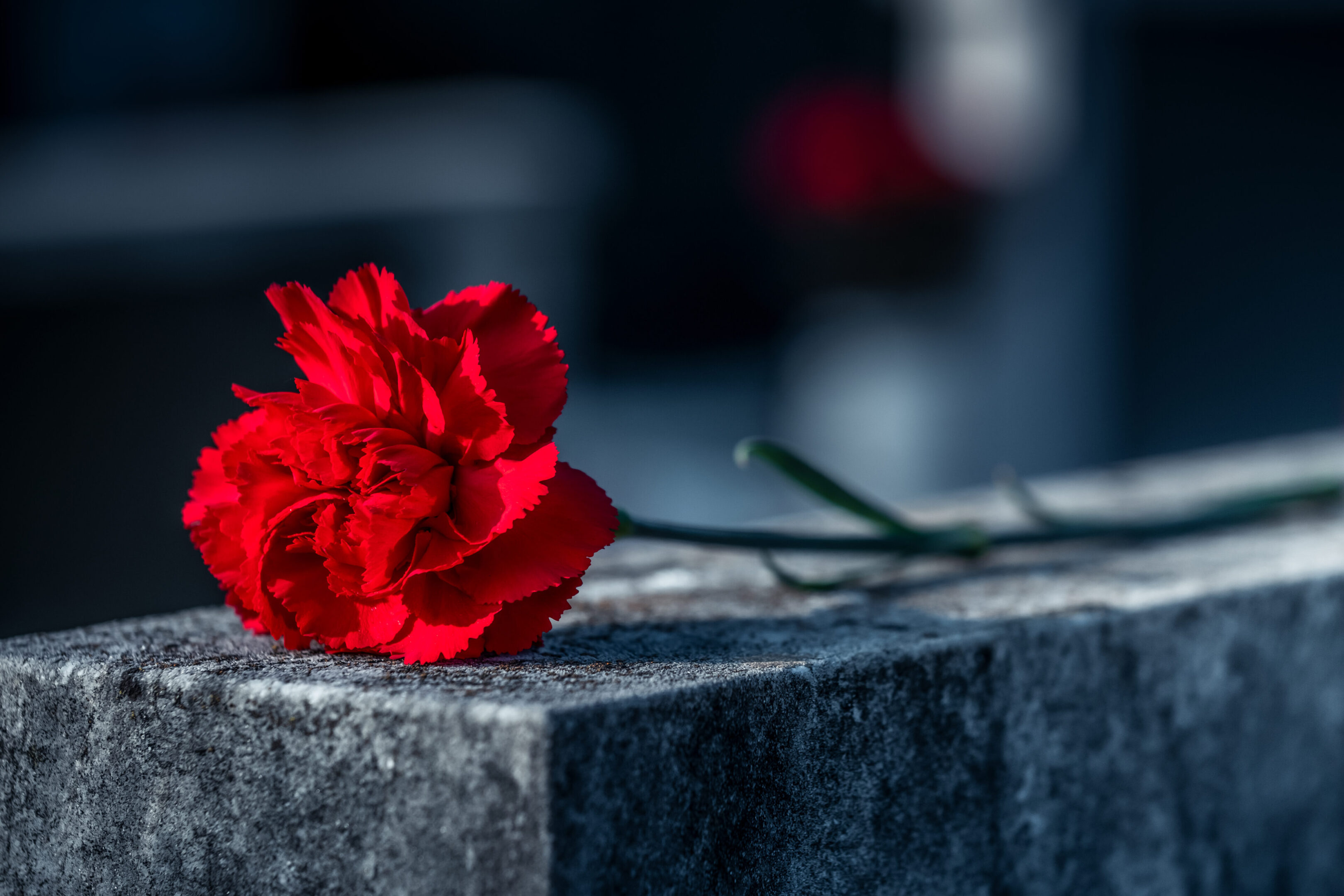 Red carnation on gravestone in cemetery A single red carnation lies on a weathered gravestone in a cemetery, symbolizing remembrance, mourning, loss, and respect for the deceased.