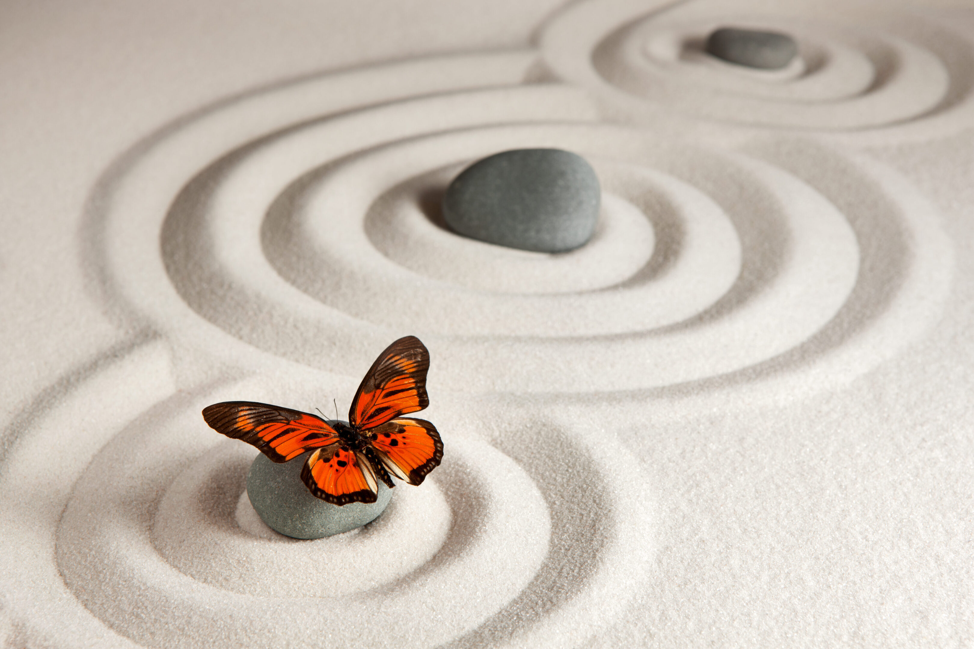 butterfly on rock in sand dreamstime_xxl_39670 butterfly on rock in sand dreamstime_xxl_39670